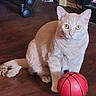 animal, basketball, cat, chair_wheels, curious, cute, domestic, feline, floor, household, indoor, looking, orange_cat, paw, pet, pet_toy, sitting, toy, wooden_floor, yellow_eyes