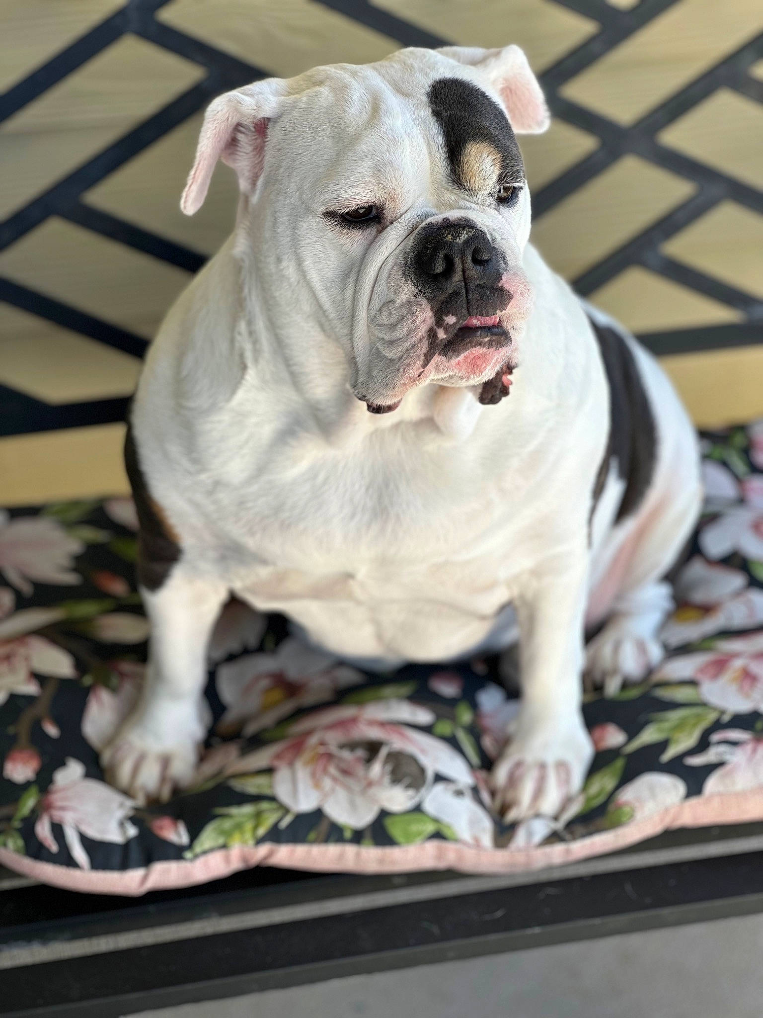 Nullah joined the competition — help win amazing prizes! bulldog, canidae, carnivore, collar, companion_dog, dog, dog_breed, dog_collar, fawn, non_sporting_group, plant, snout, sporting_group, window, working_dog, wrinkle