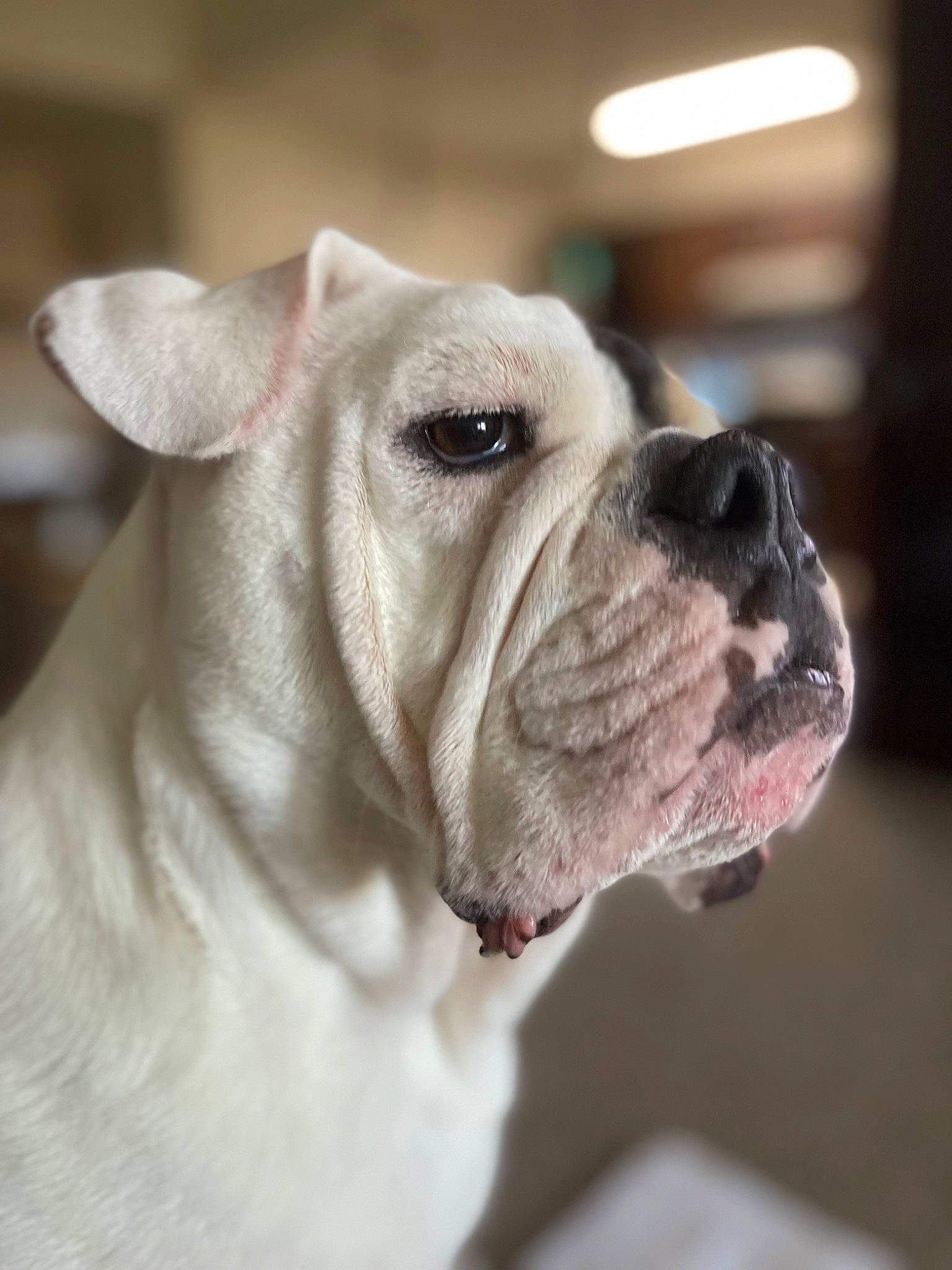 Nullah is registered to the contest to win money with this photo: australian_bulldog, bulldog, canidae, carnivore, collar, companion_dog, dog, dog_breed, dog_collar, ear, fawn, fur, molosser, snout, sporting_group, toy_dog, whiskers, working_animal, working_dog, wrinkle