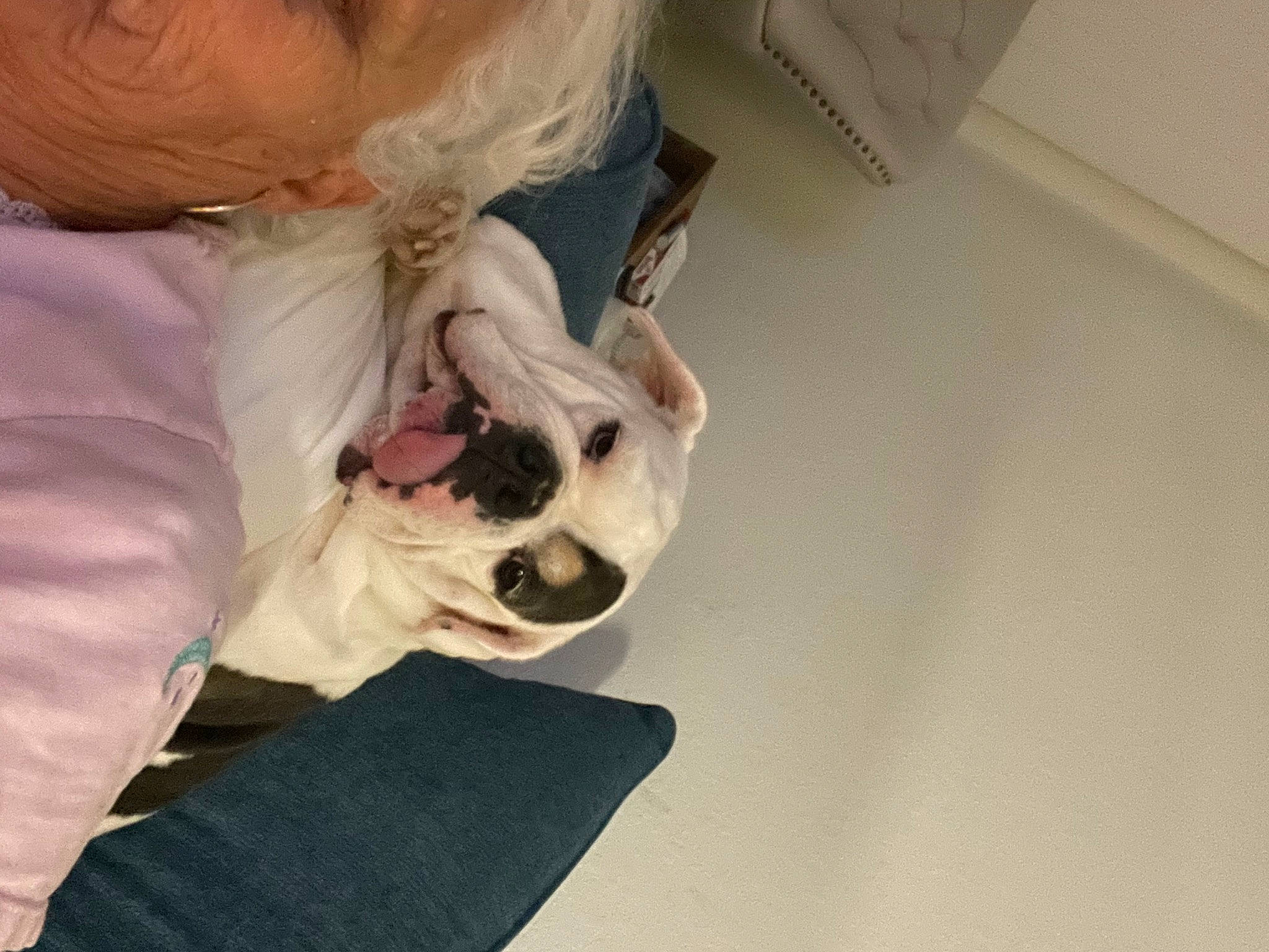 Nullah joined the competition — help win amazing prizes! beard, canidae, carnivore, comfort, companion_dog, dog, dog_breed, ear, eyelash, eyewear, fawn, fur, gesture, human_body, linens, snout, sporting_group, toy_dog, working_animal, wrinkle