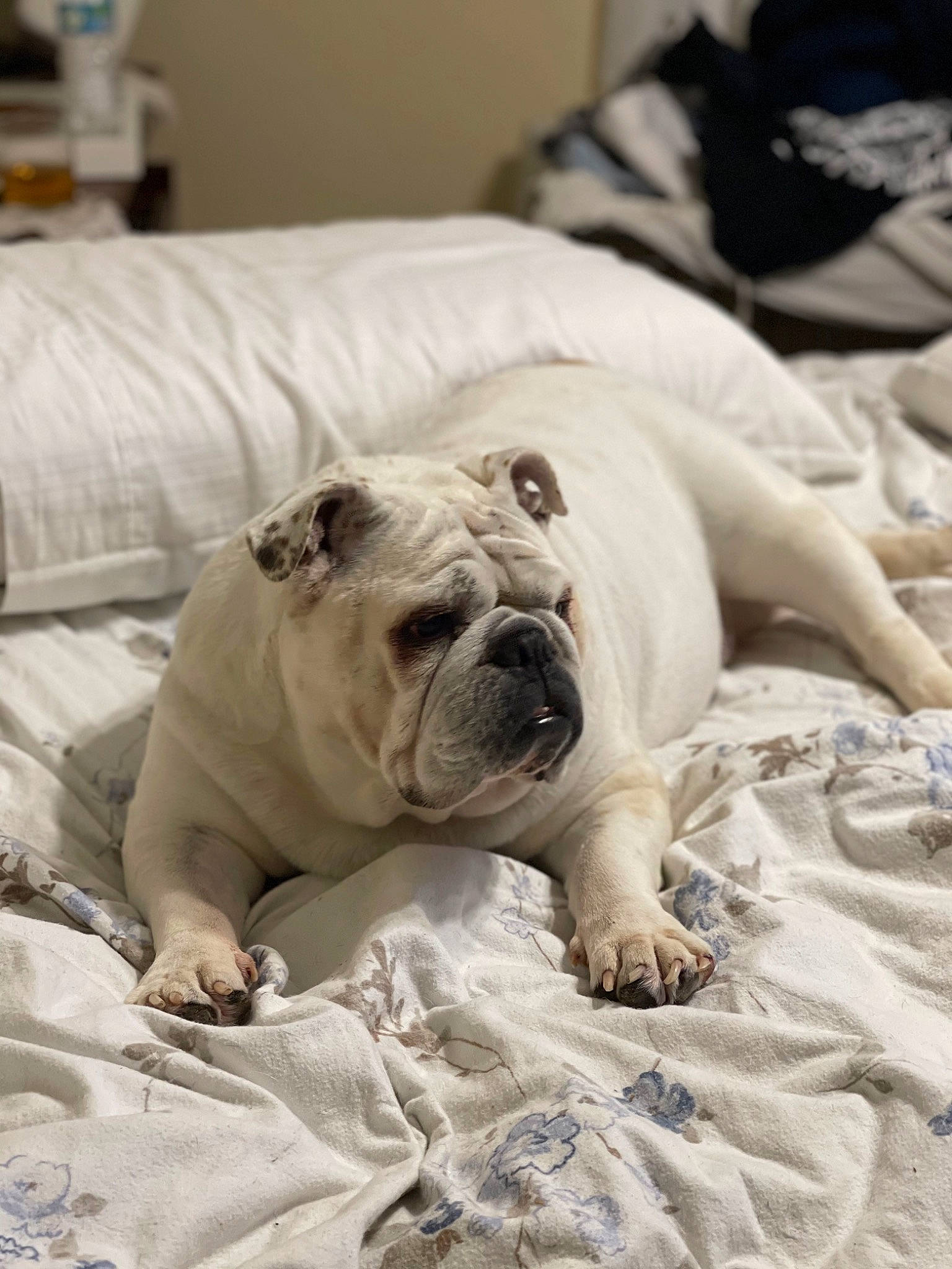 Bella is registered to the contest to win money with this photo: bored, bulldog, canidae, carnivore, comfort, companion_dog, dog, dog_breed, fawn, linens, non_sporting_group, snout, sporting_group, terrestrial_animal, toy_dog, whiskers, white_english_bulldog, working_animal, wrinkle