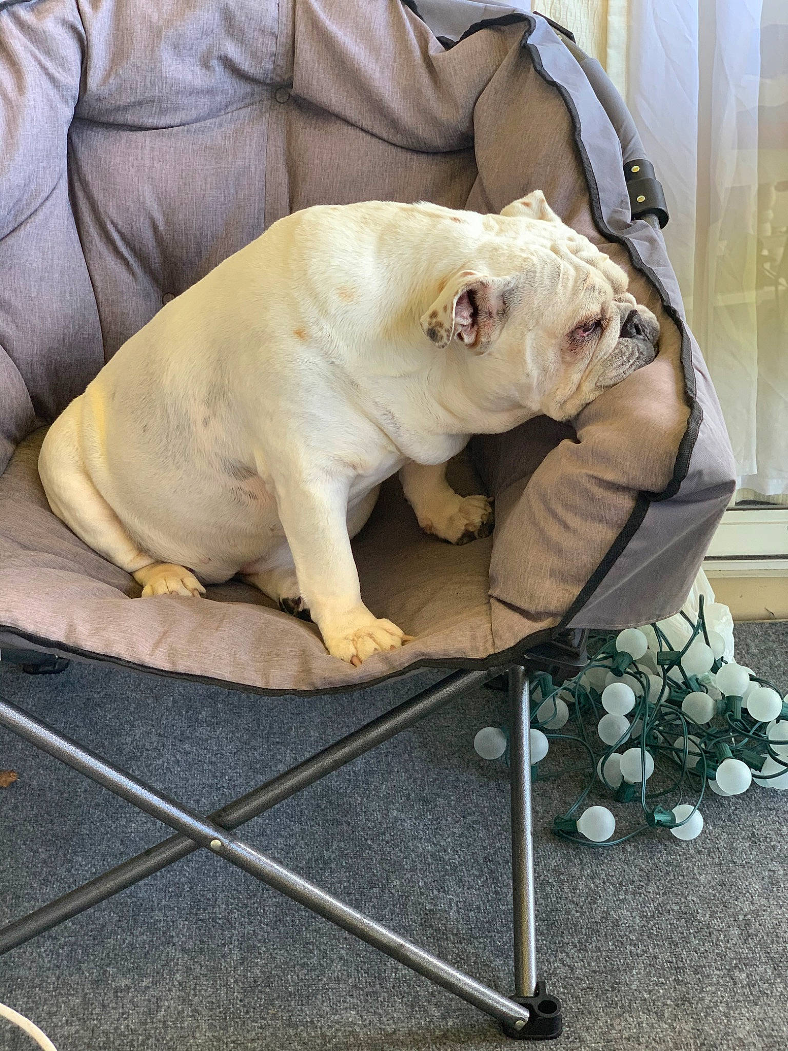 Bella joined the competition — help win amazing prizes! art, bear, bulldog, canidae, carnivore, comfort, companion_dog, dog_breed, fawn, fur, non_sporting_group, paw, polar_bear, snout, sporting_group, terrestrial_animal, whiskers, wildlife, working_animal, wrinkle