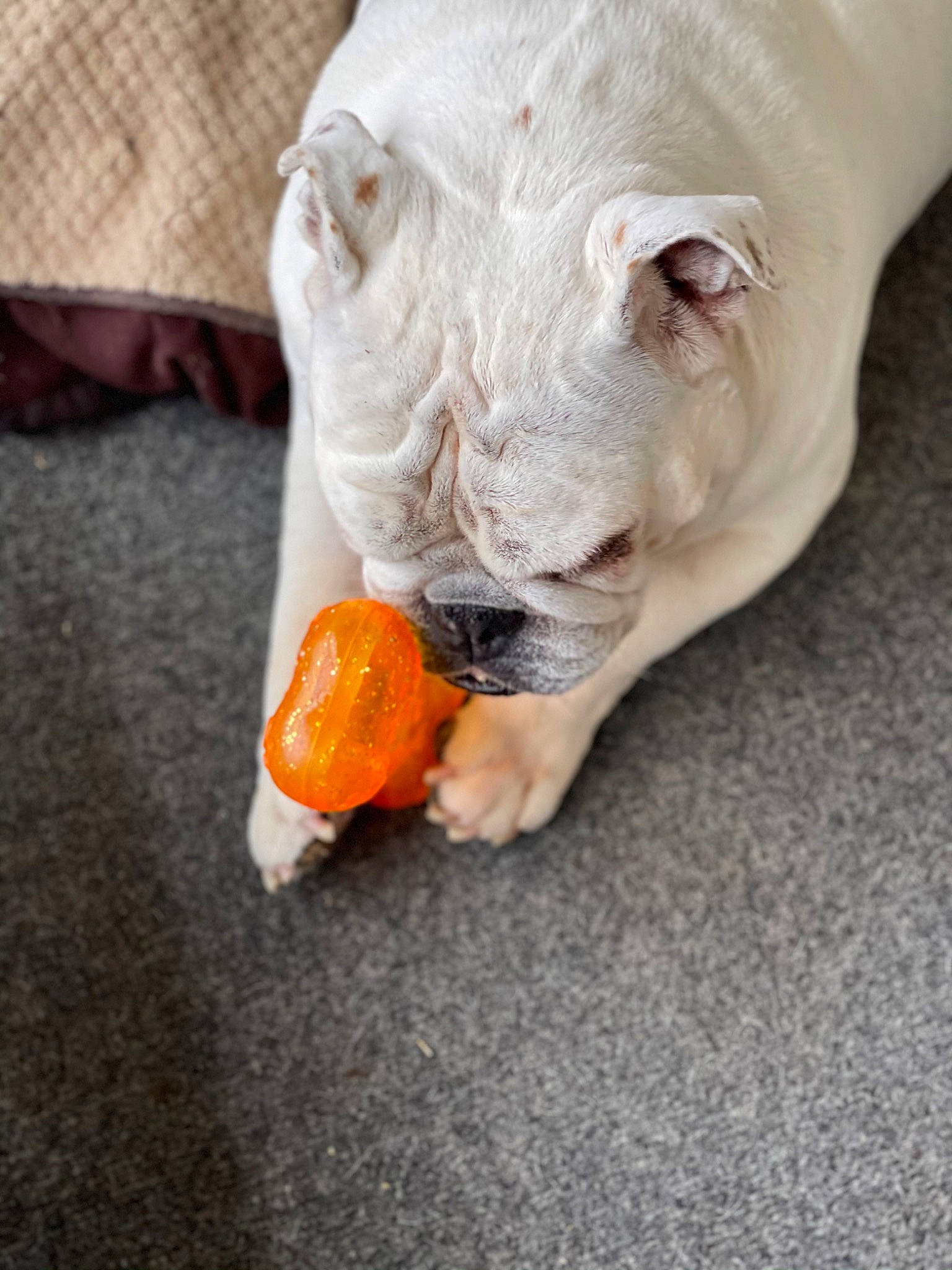 Bella joined the competition — help win amazing prizes! bulldog, canidae, carnivore, claw, comfort, companion_dog, dog_breed, dog_supply, fawn, felidae, fur, paw, small_to_medium_sized_cats, snout, sporting_group, tail, terrestrial_animal, toy, whiskers, wrinkle