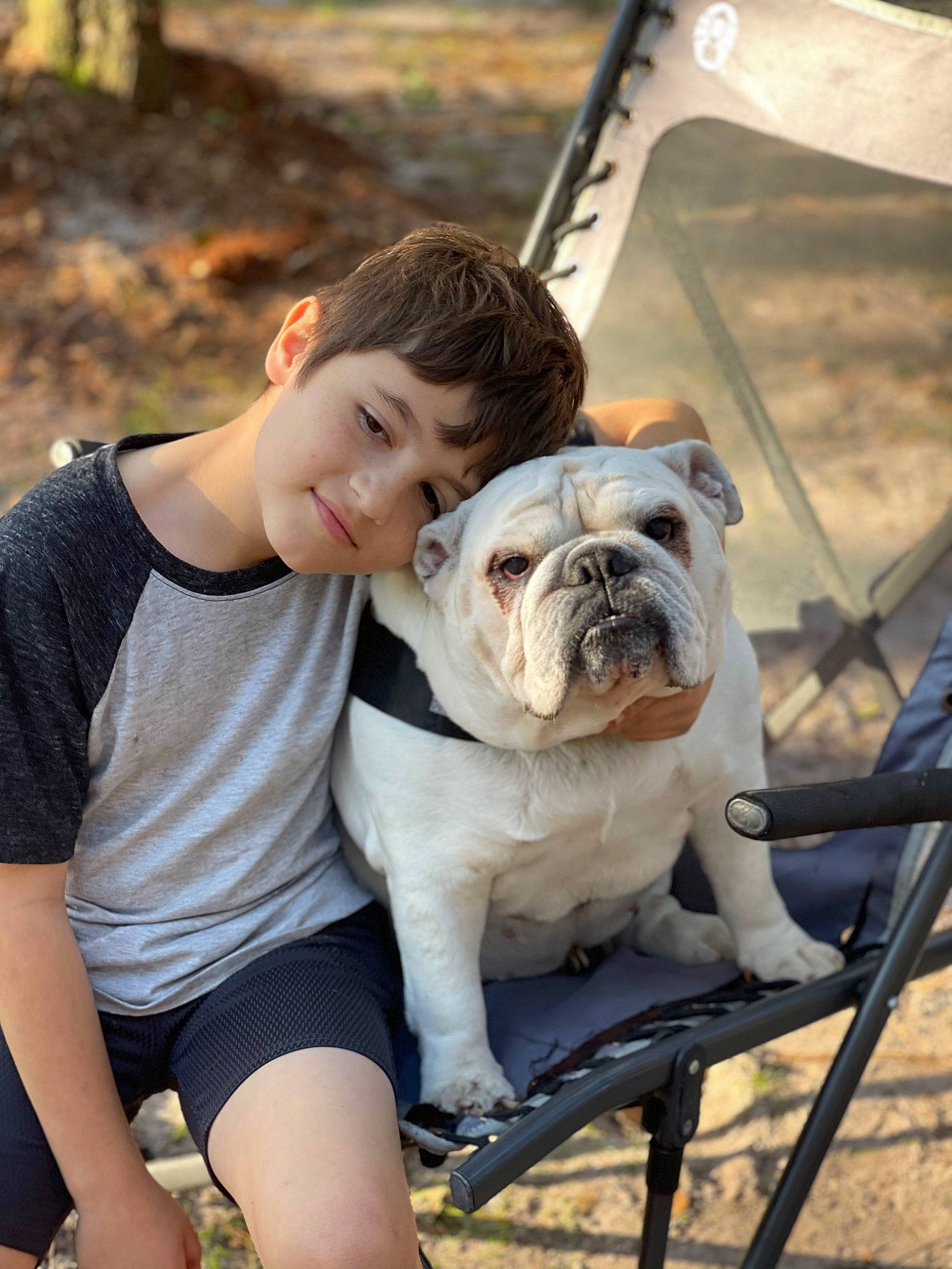 Bella is registered to the contest to win money with this photo: bulldog, canidae, carnivore, collar, companion_dog, dog, dog_breed, fawn, fun, grass, happy, leisure, plant, shorts, smile, snout, sporting_group, thigh, toy_dog, wrinkle