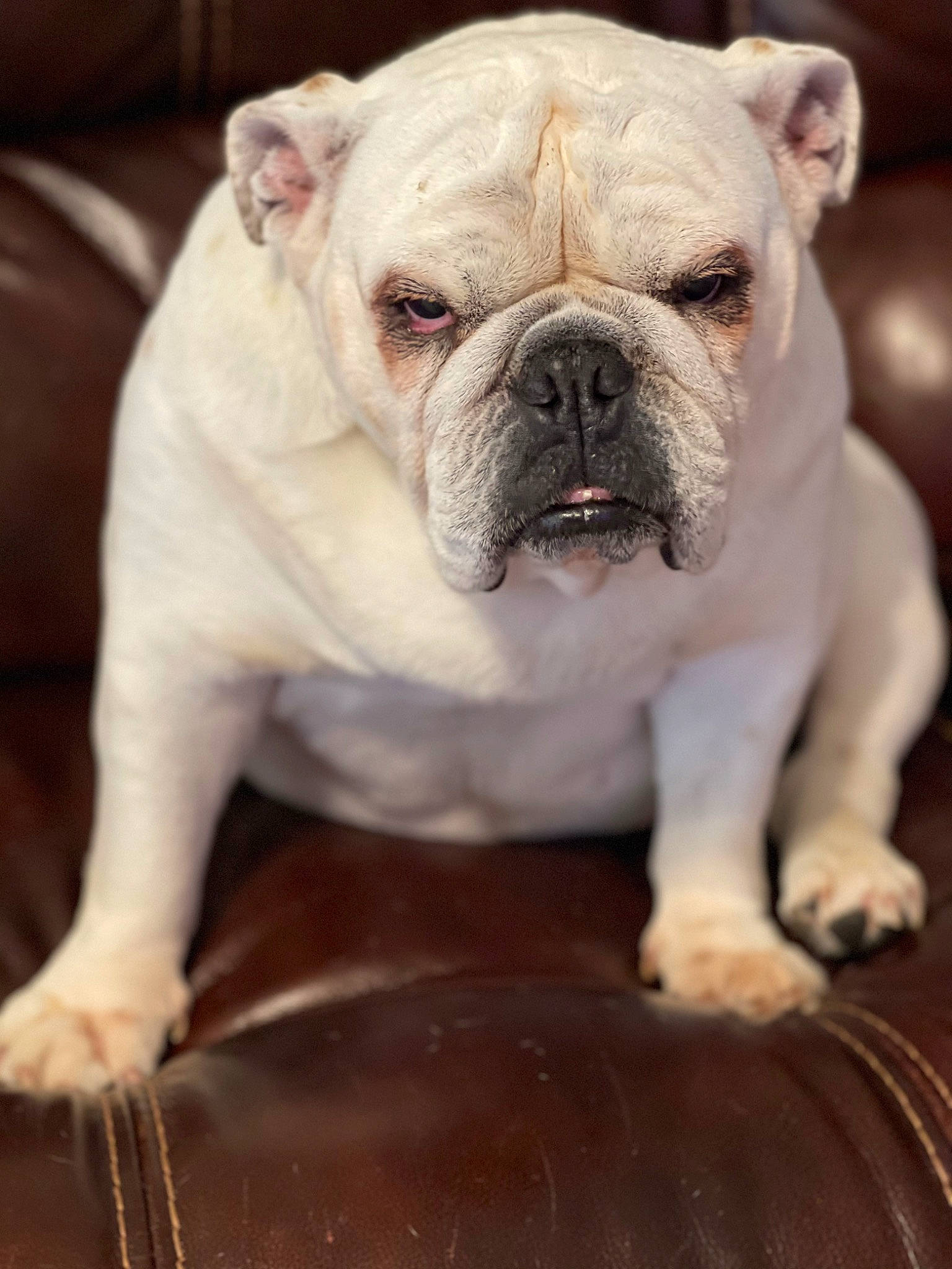Bella joined the competition — help win amazing prizes! bulldog, canidae, carnivore, close_up, comfort, companion_dog, dog, dog_breed, fawn, non_sporting_group, plant, sporting_group, terrestrial_animal, toy_dog, whiskers, wrinkle