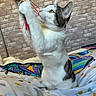 animal, bed, blanket, brick_wall, cat, closeup, colorful, curious, domestic, feline, indoor, patterned_bedspread, paws, pet, playful, side_view, tabby, toy, white_fur, young_cat
