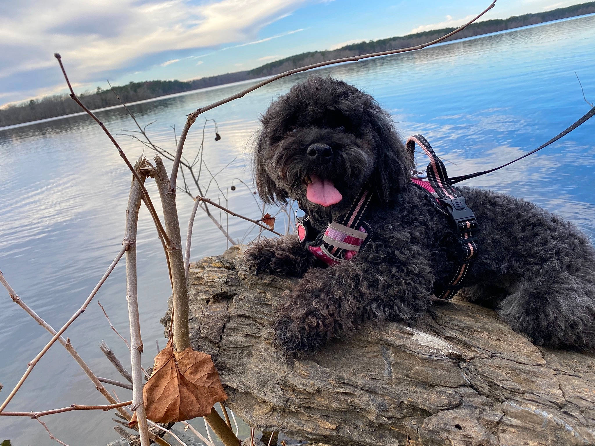 Frida is registered to the contest to win money with this photo: carnivore, circle, cloud, collar, companion_dog, dog, dog_breed, dog_collar, labradoodle, lake, poodle, sky, small_terrier, sporting_group, terrier, toy_dog, water, water_dog, wood, working_animal