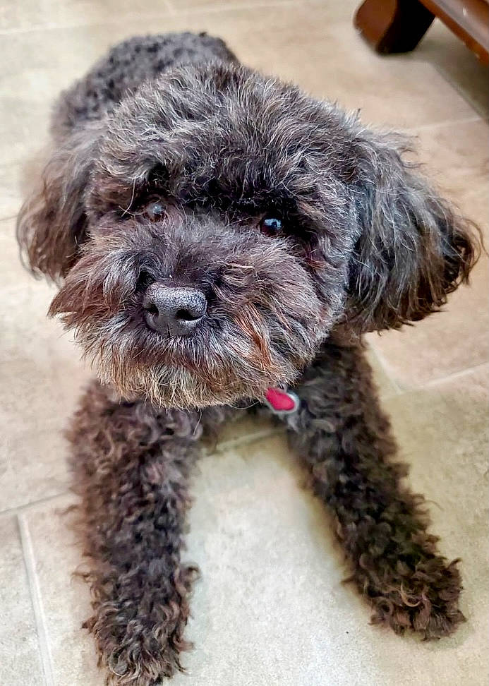 Frida is registered to the contest to win money with this photo: canidae, carnivore, collar, companion_dog, dog, dog_breed, dog_collar, dog_supply, fur, maltepoo, pet_supply, poodle, small_terrier, snout, sporting_group, terrestrial_animal, terrier, toy_dog, water_dog, working_animal