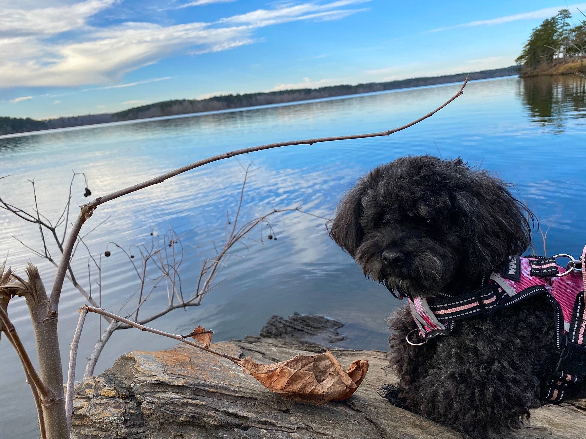 Frida joined the competition — help win amazing prizes! carnivore, cloud, collar, companion_dog, dog, dog_breed, dog_collar, grass, lake, natural_landscape, plant, sky, snout, sporting_group, terrier, toy_dog, tree, water, wood, working_animal