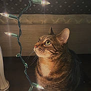 Wayne is registered to the contest to win money with this photo: animal, cat, closeup, cozy, curious, dim_lighting, ears, feline, floor, glowing, holiday_lights, indoor, night, pet, string_lights, striped_fur, tabby_cat, warm_light, whiskers, wooden_surface