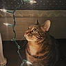 animal, cat, closeup, cozy, curious, dim_lighting, ears, feline, floor, glowing, holiday_lights, indoor, night, pet, string_lights, striped_fur, tabby_cat, warm_light, whiskers, wooden_surface