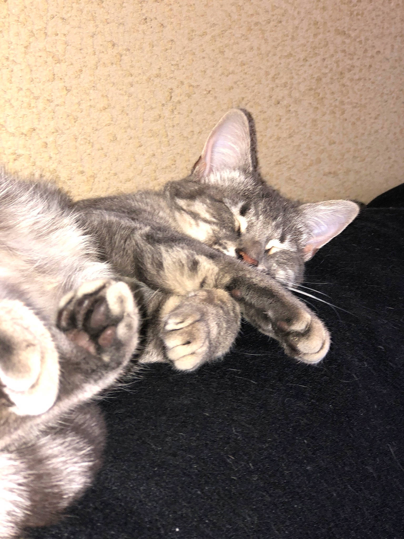 Patapon a rejoint le concours — aidez-le/la à gagner de superbes lots ! american_shorthair, asian, carnivore, cat, domestic_short_haired_cat, dragon_li, ear, egyptian_mau, european_shorthair, felidae, german_rex, kitten, mammal, paw, pixie_bob, polydactyl_cat, small_to_medium_sized_cats, tabby_cat, vertebrate, whiskers