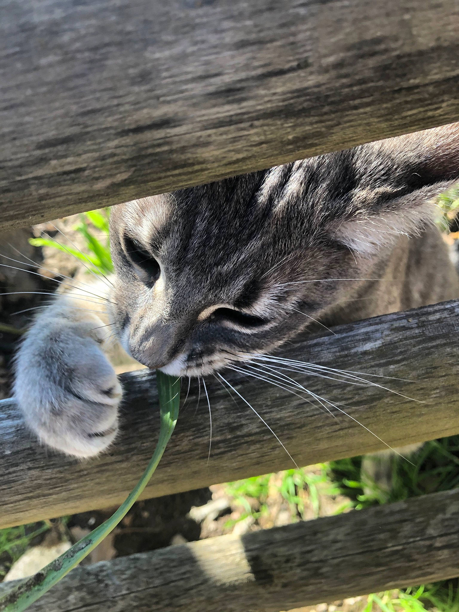 Patapon a rejoint le concours — aidez-le/la à gagner de superbes lots ! carnivore, cat, domestic_short_haired_cat, european_shorthair, felidae, grass, kitten, plant, rusty_spotted_cat, small_to_medium_sized_cats, snout, tabby_cat, tree, whiskers, wild_cat, wildlife, wood