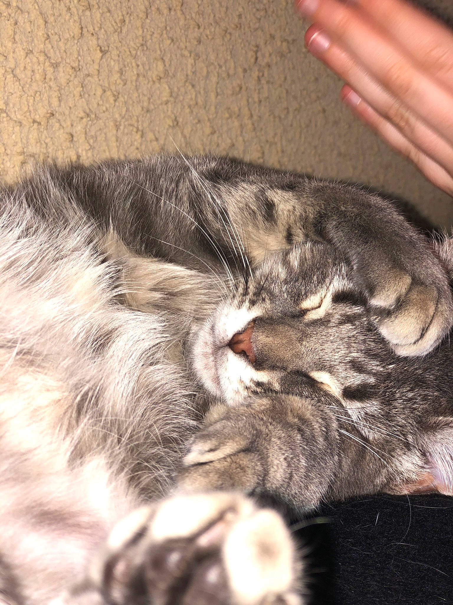 Patapon participe au concours pour gagner de l'argent avec cette photo : american_shorthair, carnivore, cat, domestic_short_haired_cat, dragon_li, ear, european_shorthair, felidae, fur, organ, skin, small_to_medium_sized_cats, snout, tabby_cat, whiskers