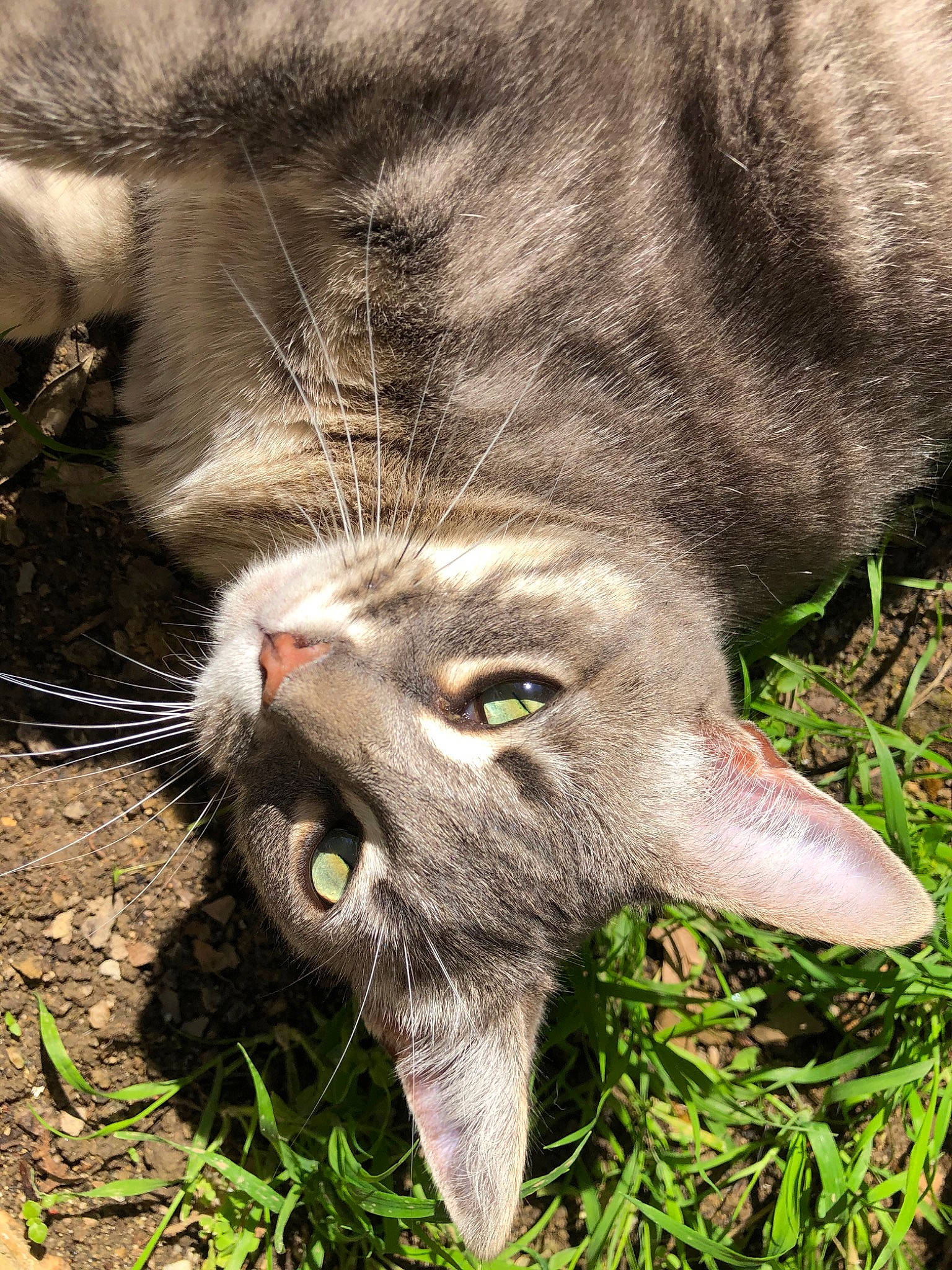 Patapon a rejoint le concours — aidez-le/la à gagner de superbes lots ! carnivore, cat, chartreux, domestic_short_haired_cat, eye, felidae, fur, grass, mammal, nose, plant, small_to_medium_sized_cats, snout, whiskers