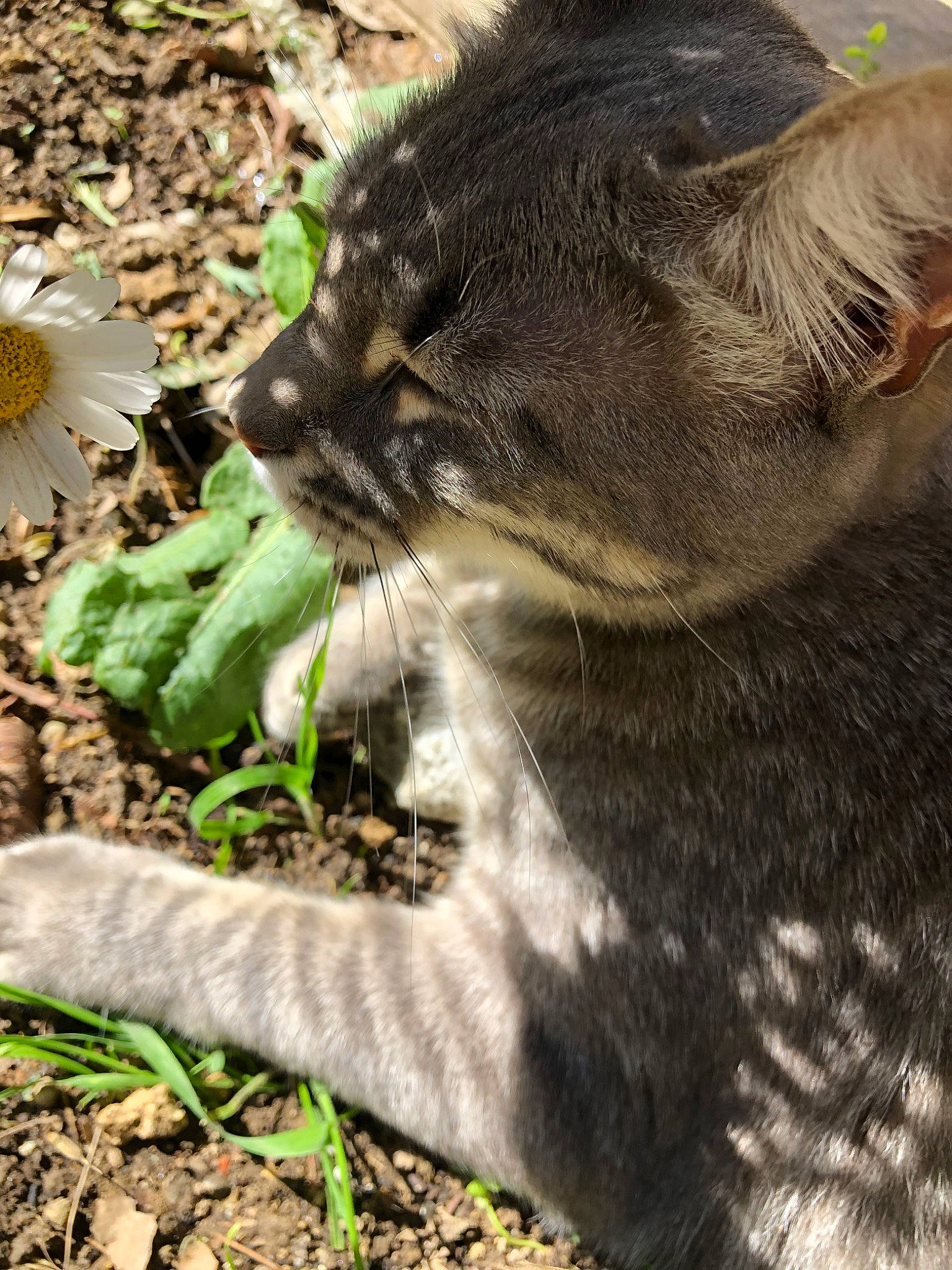 Patapon a rejoint le concours — aidez-le/la à gagner de superbes lots ! carnivore, cat, domestic_short_haired_cat, european_shorthair, eye, felidae, fur, grass, leaf, nebelung, norwegian_forest_cat, organism, plant, small_to_medium_sized_cats, snout, tabby_cat, terrestrial_animal, whiskers, wild_cat, wildlife