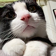 Onyx is registered to the contest to win money with this photo: cat, black_and_white, close_up, pink_nose, paws, whiskers, indoor, window, curtain, blinds, feline, pet, cute, fur, mammal, animal, face, portrait, cozy, resting