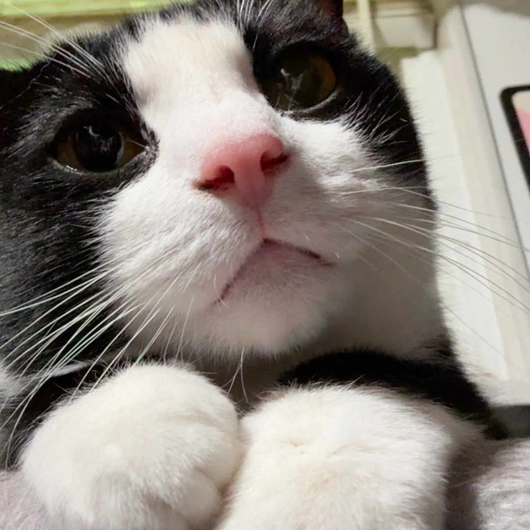 Onyx is registered to the contest to win money with this photo: cat, black_and_white, close_up, pink_nose, paws, whiskers, indoor, window, curtain, blinds, feline, pet, cute, fur, mammal, animal, face, portrait, cozy, resting