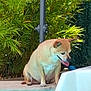 dog, tan_dog, pool, water, panting, outdoor, greenery, plants, sunny, pet, animal, sitting, tongue_out, metal_pole, nature, daytime, relaxing, leisure, backyard, canine