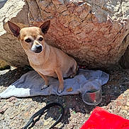 Valerie Moracchini participe au concours pour gagner de l'argent avec cette photo : dog, small_dog, towel, rock, outdoor, sunlight, shadow, plastic_bowl, red_towel, coca_cola, ground, leash, pet, animal, alert, sitting, fur, texture, nature, daylight