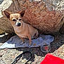dog, small_dog, towel, rock, outdoor, sunlight, shadow, plastic_bowl, red_towel, coca_cola, ground, leash, pet, animal, alert, sitting, fur, texture, nature, daylight