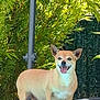 dog, small_dog, tan_dog, outdoor, greenery, plants, happy, pet, animal, tongue_out, smiling, sunny, daylight, ears_up, standing, side_view, fence, yard, backyard, nature