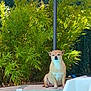 dog, pool, water, greenery, bushes, outdoor, pet, tan_dog, sitting, sunlight, sidewalk, calm, animal, nature, leaves, garden, shade, pole, summer, relaxation