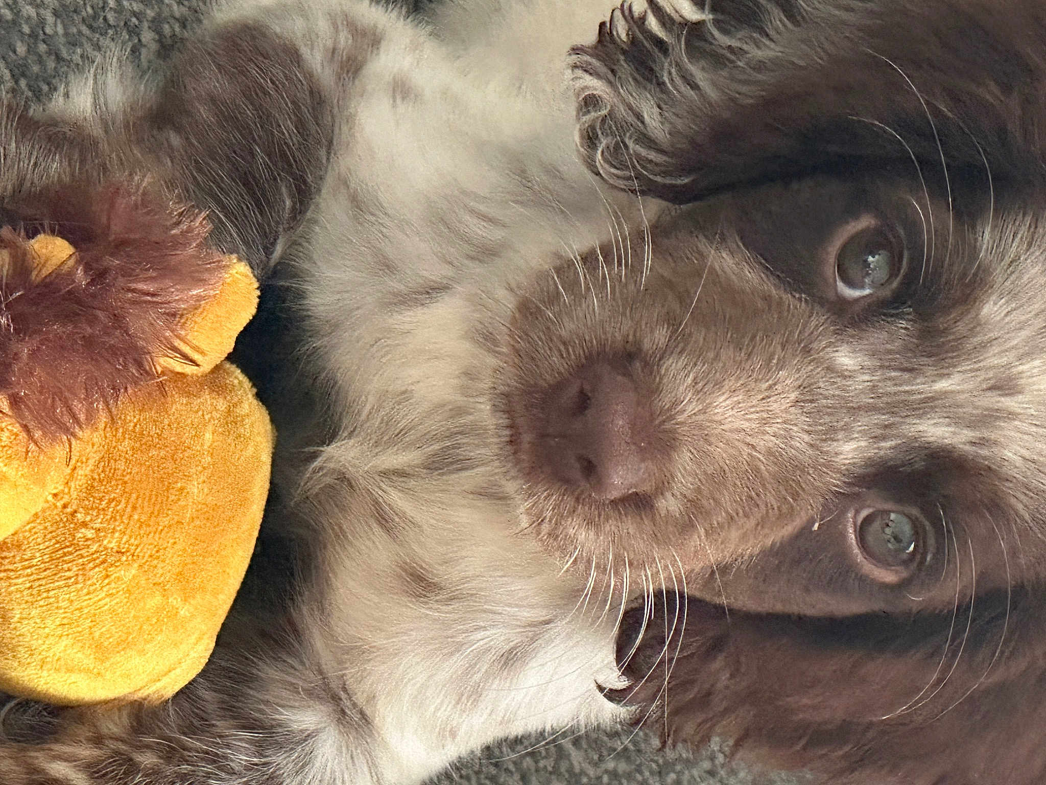 Bailey