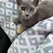 Moxie joined the competition — help win amazing prizes! adorable, animal, blanket, cat, cozy, cute, ears, eyes, feline, fur, gray_cat, indoor, kitten, pattern, pet, resting, small, soft, whiskers, young