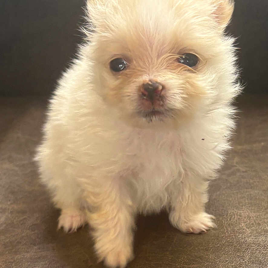 Bella