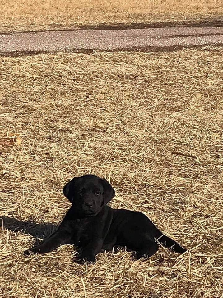 Willow joined the competition — help win amazing prizes! agriculture, carnivore, companion_dog, dog, dog_breed, fawn, field, grass, grassland, hat, landscape, monochrome, monochrome_photography, people_in_nature, plant, rural_area, snout, tints_and_shades, wood, working_animal