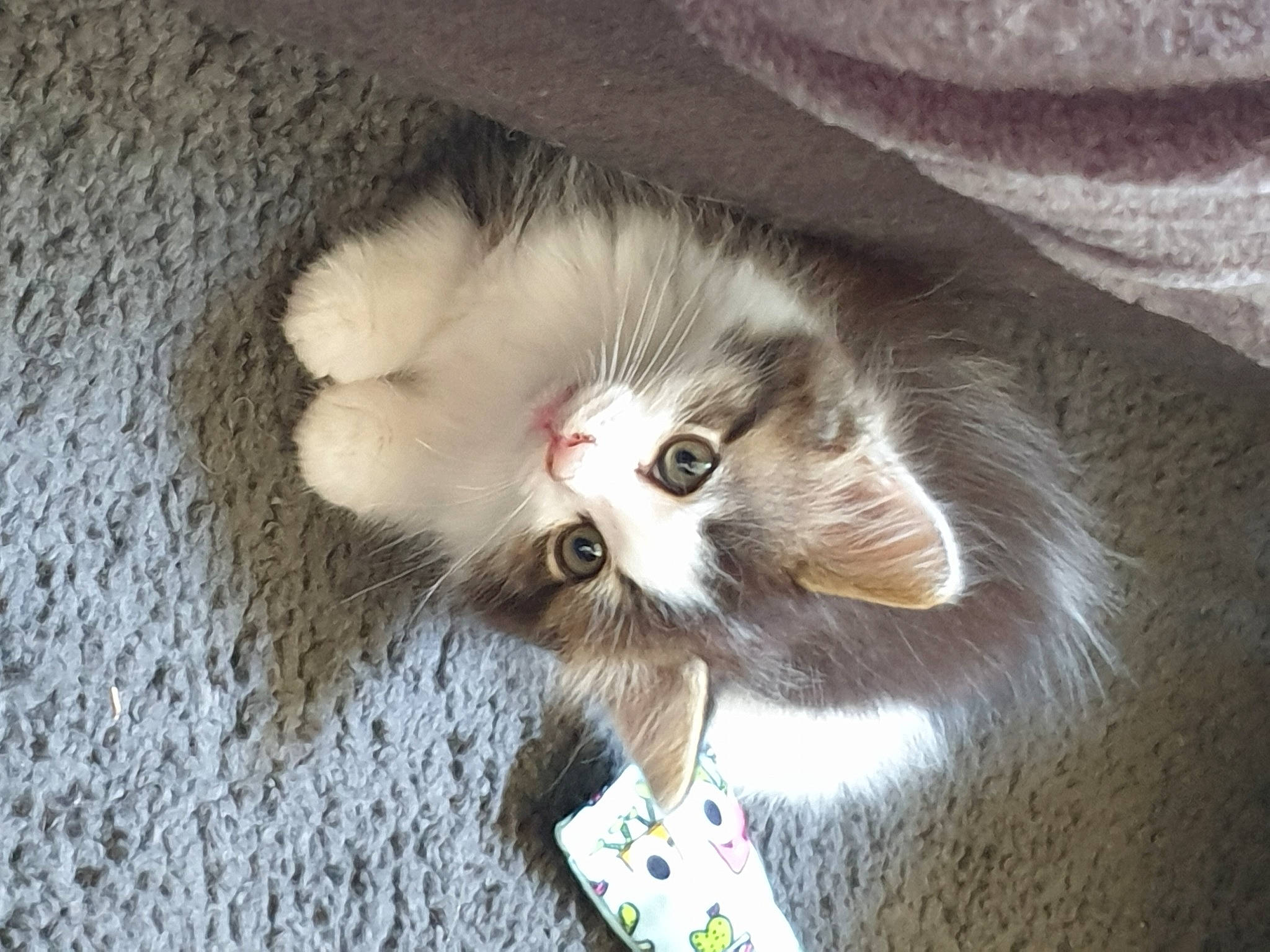 Tigrou participe au concours pour gagner de l'argent avec cette photo : canidae, carnivore, cat, cat_supply, cat_toy, claw, companion_dog, domestic_short_haired_cat, eye, fawn, felidae, fur, grey, paw, photo_caption, small_to_medium_sized_cats, snout, tail, whiskers