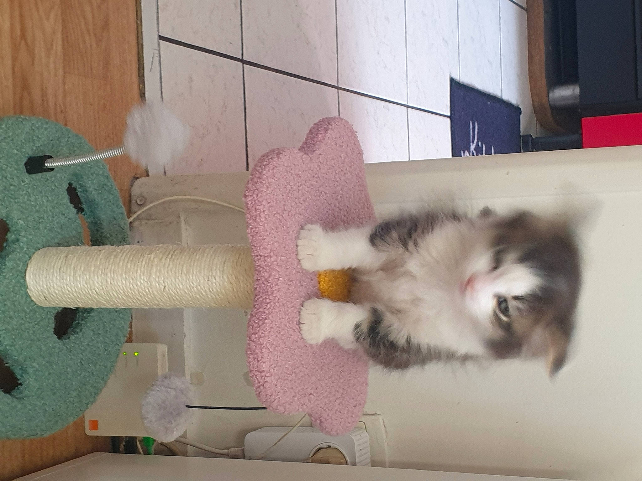 Tigrou participe au concours pour gagner de l'argent avec cette photo : baby_toys, carnivore, cat, companion_dog, dog_breed, felidae, fur, machine, magenta, paw, plastic, plush, room, shelf, shelving, small_to_medium_sized_cats, stuffed_toy, tail, toy, whiskers