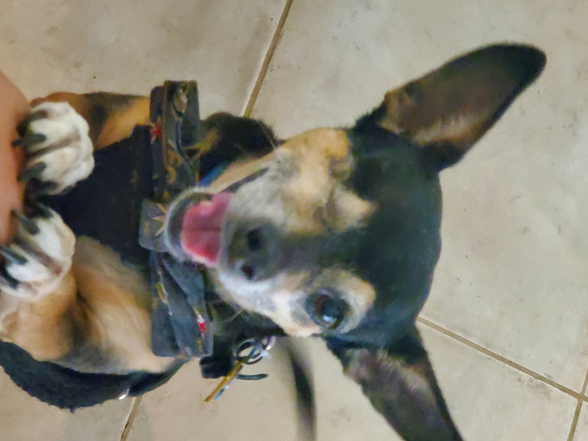 Frankie is registered to the contest to win money with this photo: australian_cattle_dog, canidae, carnivore, collar, companion_dog, dog, dog_breed, dog_supply, ear, fawn, fur, jaw, paw, pet_supply, snout, sporting_group, tail, toy_dog, whiskers, working_animal