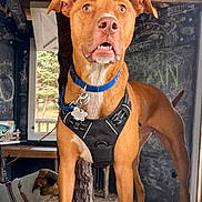 Loki joined the competition — help win amazing prizes! alert, animal, black_harness, blue_collar, brown_dog, cabin, chalkboard_wall, dog, drawing, indoor, leash, nature_outside, pet, pink_harness, sniffing, standing, tree, two_dogs, window, wooden_floor