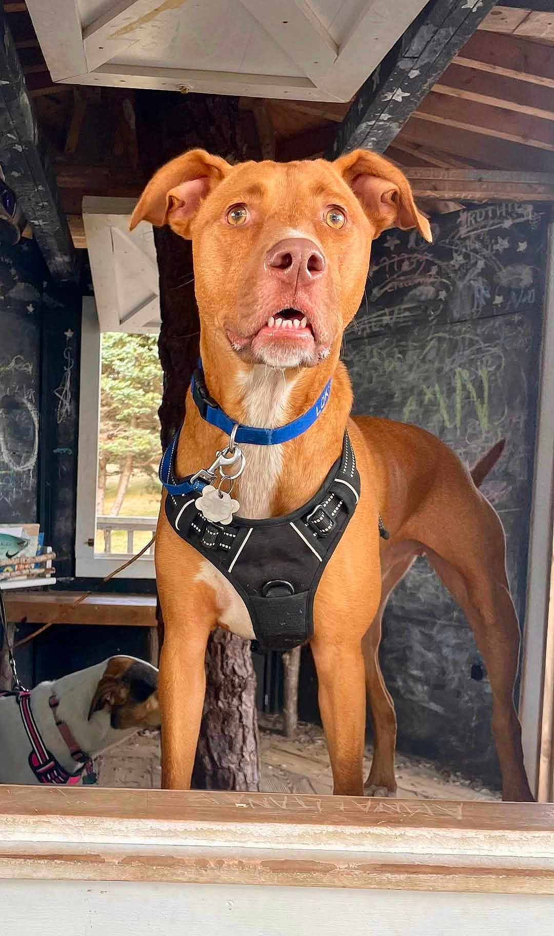 Loki