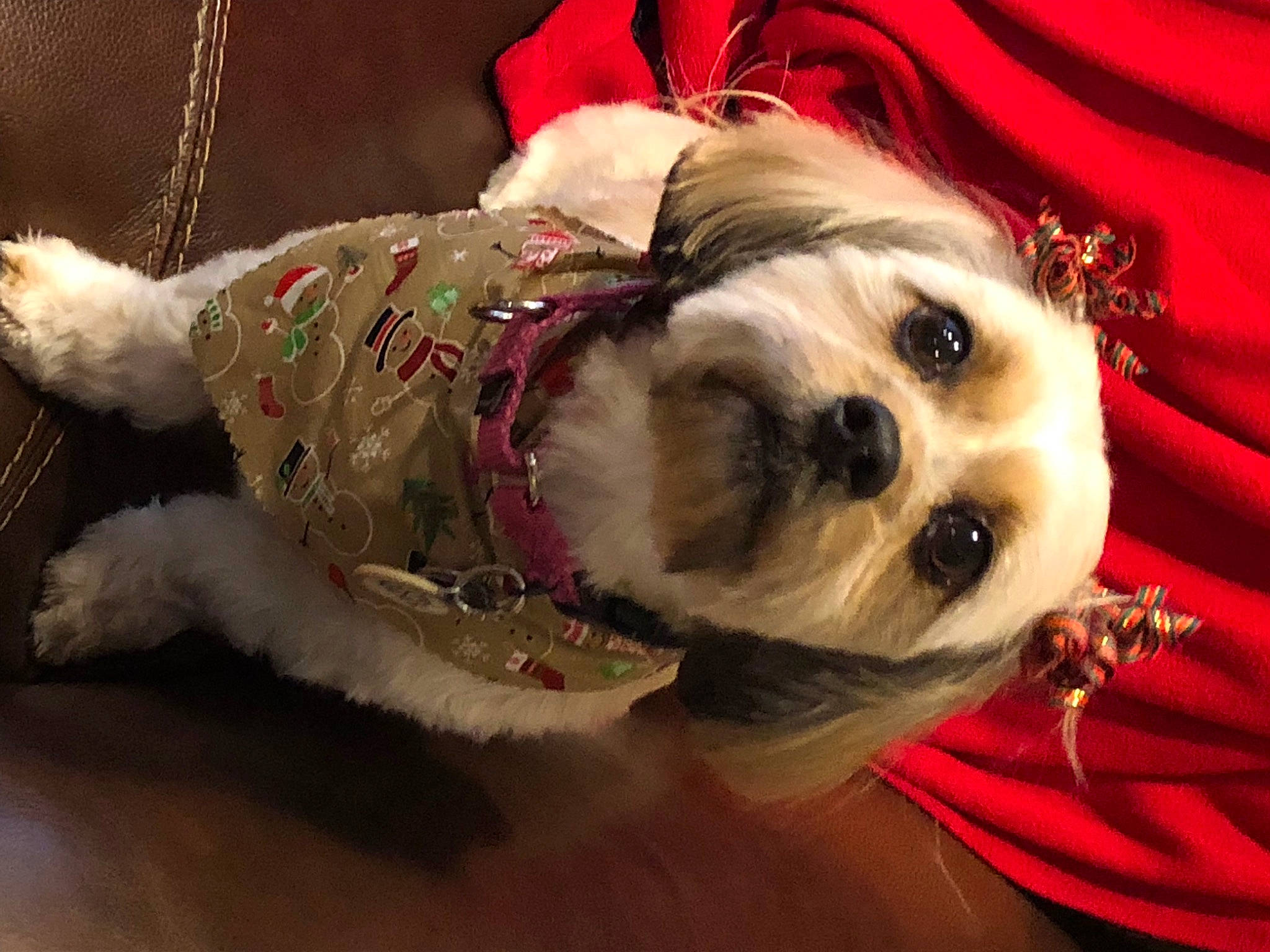 Poppy joined the competition — help win amazing prizes! canidae, carnivore, collar, companion_dog, dog, dog_breed, dog_clothes, dog_collar, dog_supply, event, fashion_accessory, fawn, fur, pet_supply, small_terrier, snout, sporting_group, terrier, toy_dog, whiskers