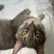 Vladimir a rejoint le concours — aidez-le/la à gagner de superbes lots ! cat, gray_cat, pet, animal, green_eyes, whiskers, close_up, bed, white_bed, feline, curious, playing, indoor, domestic_animal, cute, looking_up, ears, fur, nose, sleepy
