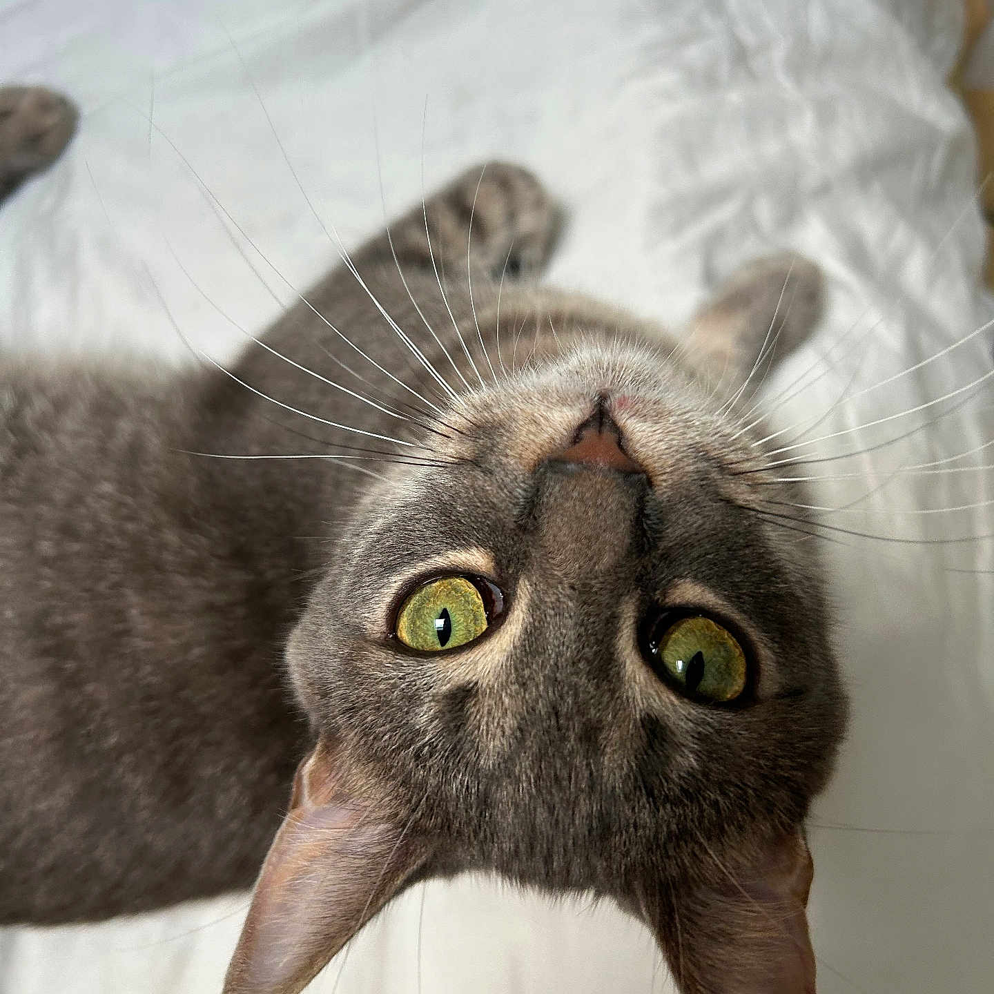 Vladimir a rejoint le concours — aidez-le/la à gagner de superbes lots ! animal, bed, cat, close_up, curious, cute, domestic_animal, ears, feline, fur, gray_cat, green_eyes, indoor, looking_up, nose, pet, playing, sleepy, whiskers, white_bed