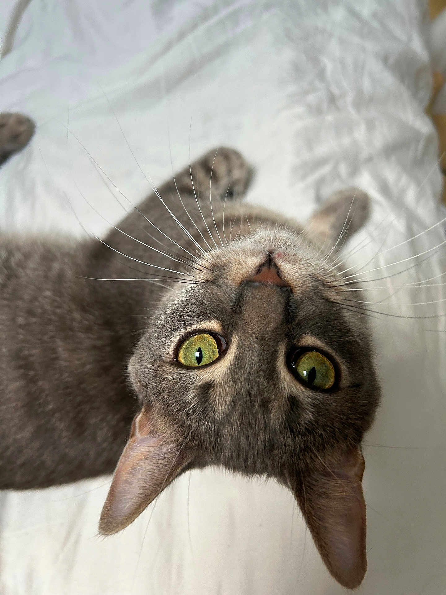 Vladimir a rejoint le concours — aidez-le/la à gagner de superbes lots ! cat, gray_cat, pet, animal, green_eyes, whiskers, close_up, bed, white_bed, feline, curious, playing, indoor, domestic_animal, cute, looking_up, ears, fur, nose, sleepy