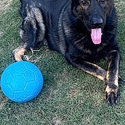 Leo joined the competition — help win amazing prizes! animal, blue_ball, canine, companion, daylight, dog, ears_up, fur, german_shepherd, grass, grass_field, happy, lying_down, nature, outdoor, pet, play, summer, tongue_out, toy