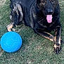 animal, blue_ball, canine, companion, daylight, dog, ears_up, fur, german_shepherd, grass, grass_field, happy, lying_down, nature, outdoor, pet, play, summer, tongue_out, toy