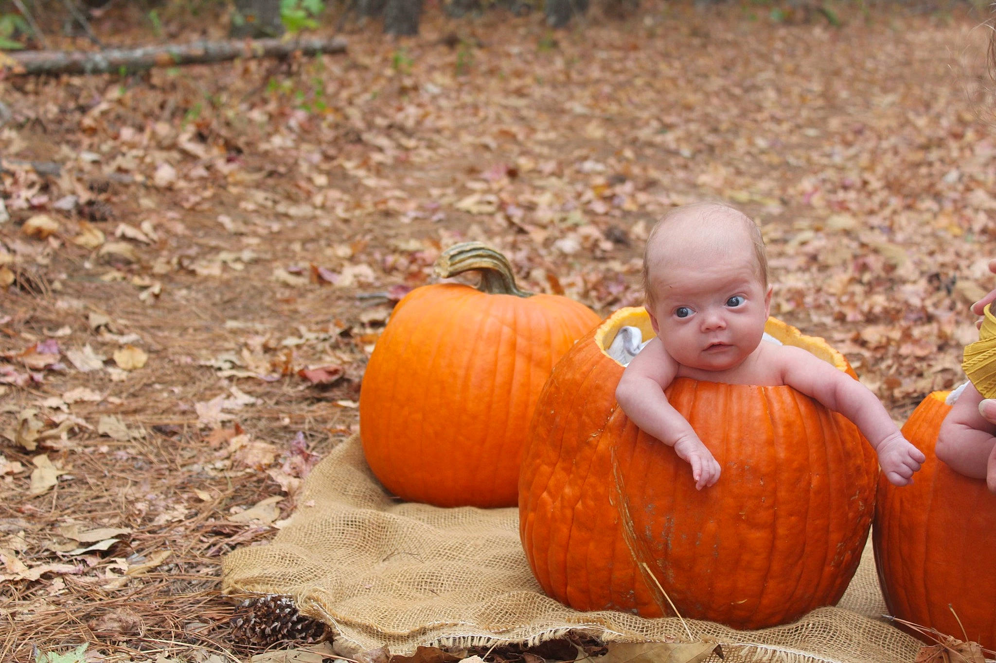 Malachite joined the competition — help win amazing prizes! art, calabaza, cucurbita, eye, fruit, gourd, grass, happy, local_food, natural_foods, people_in_nature, person, plant, pumpkin, sitting, soil, squash, toddler, vegetable, winter_squash