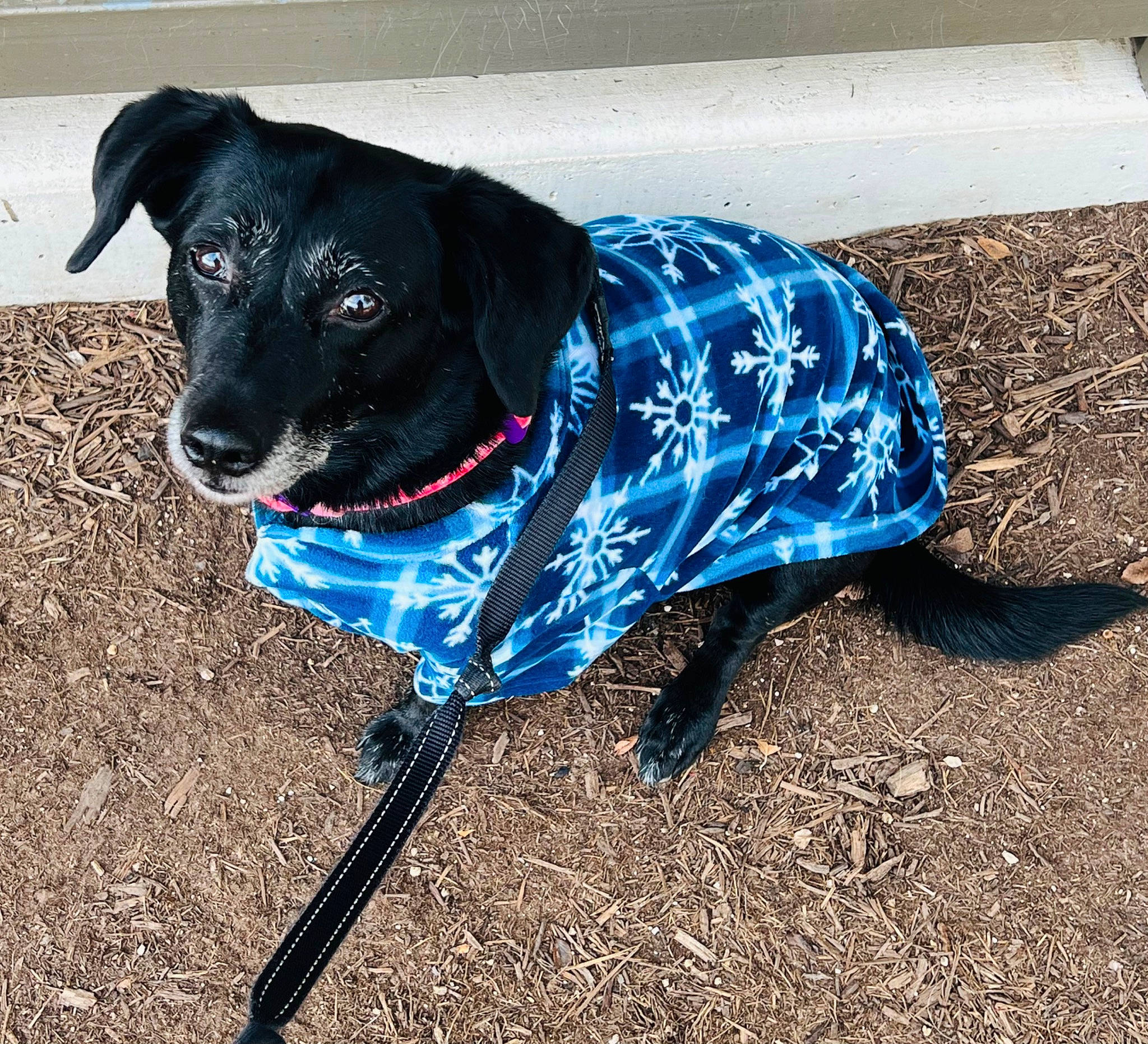 Bridget is registered to the contest to win money with this photo: canidae, carnivore, collar, companion_dog, dog, dog_breed, dog_clothes, dog_collar, dog_supply, electric_blue, fashion_accessory, leash, personal_protective_equipment, pet_supply, shadow, snout, sporting_group, tail, working_animal, working_dog