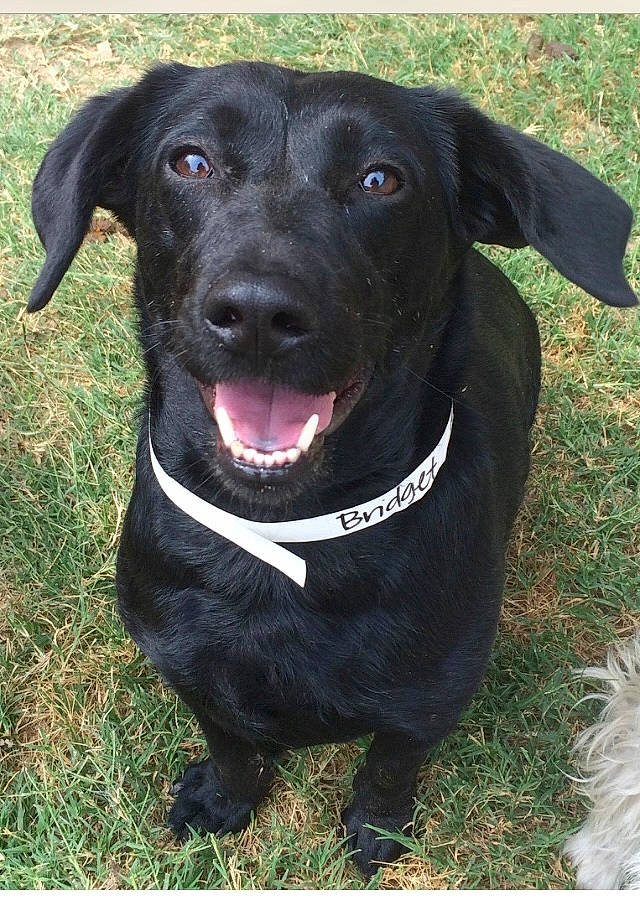 Bridget is registered to the contest to win money with this photo: borador, carnivore, collar, companion_dog, dog, dog_breed, dog_collar, grass, gun_dog, hunting_dog, liver, plant, retriever, snout, sporting_group, terrestrial_animal, whiskers, working_animal