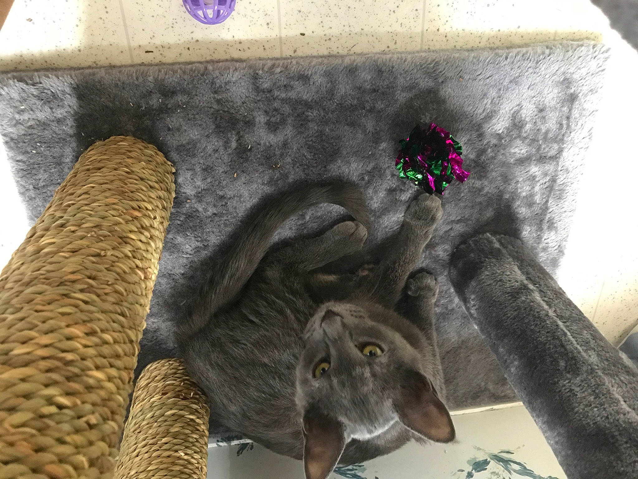 Ellis joined the competition — help win amazing prizes! art, creative_arts, fashion_accessory, flower, hat, home_accessories, natural_material, rectangle, room, terrestrial_animal, visual_arts, wood, working_animal