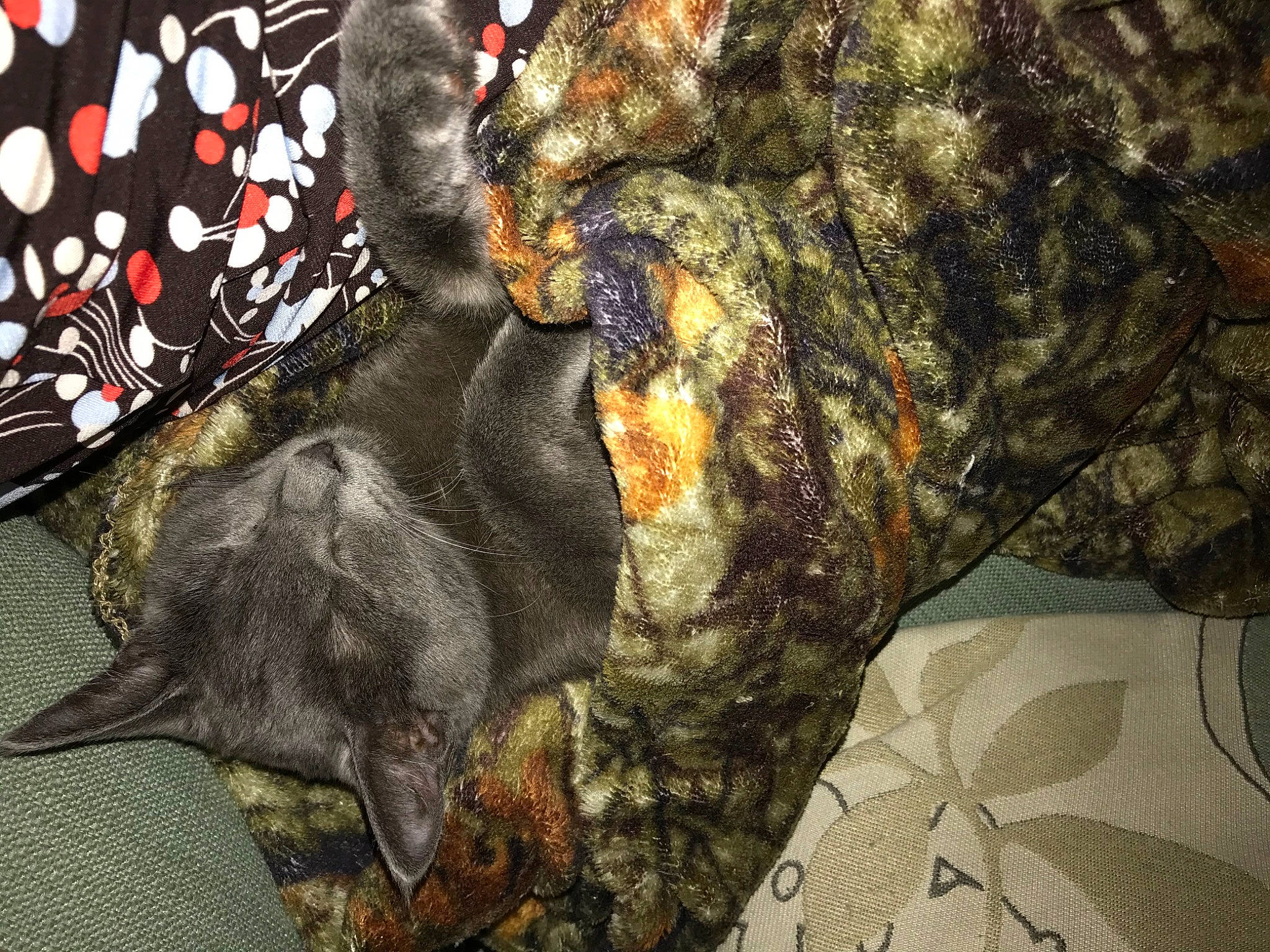 Ellis joined the competition — help win amazing prizes! art, camouflage, canidae, carnivore, dog, dog_breed, fawn, felidae, flooring, fur, guard_dog, liver, metal, military_camouflage, pattern, plant, sporting_group, tail, tree, working_animal