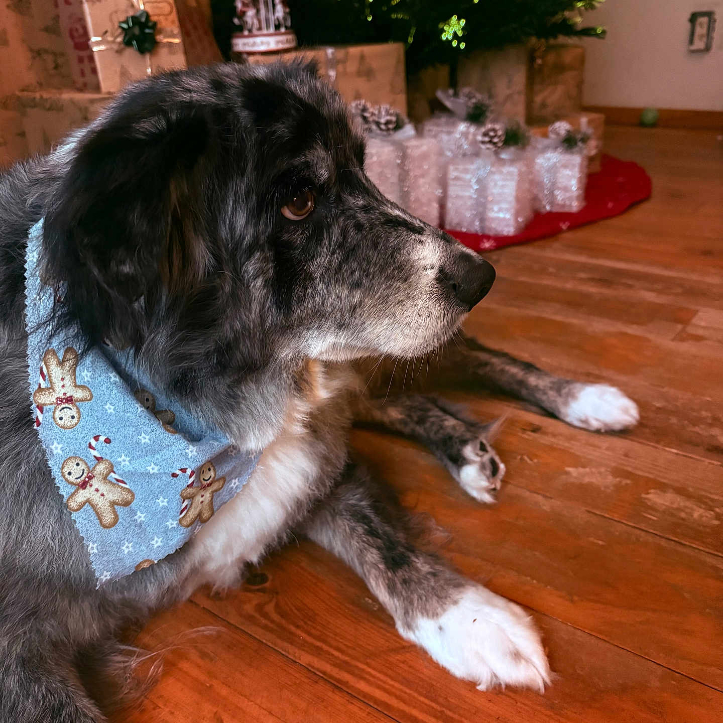 Blu joined the competition — help win amazing prizes! dog, pet, fluffy, black_and_white, long_hair, bandana, gingerbread, christmas, christmas_tree, holiday, presents, gift_wrapping, ornaments, wooden_floor, indoors, portrait, lying_down, profile, white_paws, festive