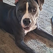 Dolly joined the competition — help win amazing prizes! dog, carpet, tennis_ball, indoor, pet, gray_dog, white_markings, paw, floor, toy, relaxed, animal, canine, fur, snout, ears, home, domestic, resting, looking_up