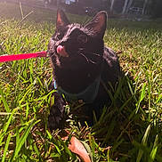 June is registered to the contest to win money with this photo: cat, black_cat, grass, night, leash, harness, outdoor, animal, pet, tongue_out, playful, closeup, whiskers, ears, eyes, nature, mammal, grass_blades, dark_background, field